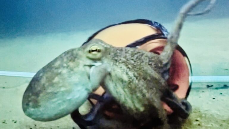 El dilema del pulpo: ¿comer un animal rico y sensible?